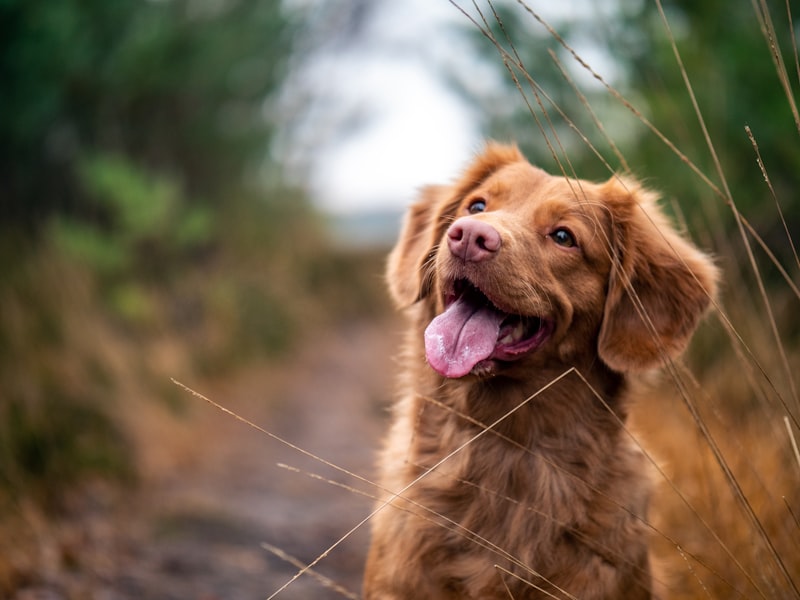 Dog with GPS tracker collar outdoor