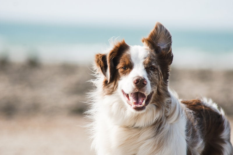 Pet GPS tracker dog collar location